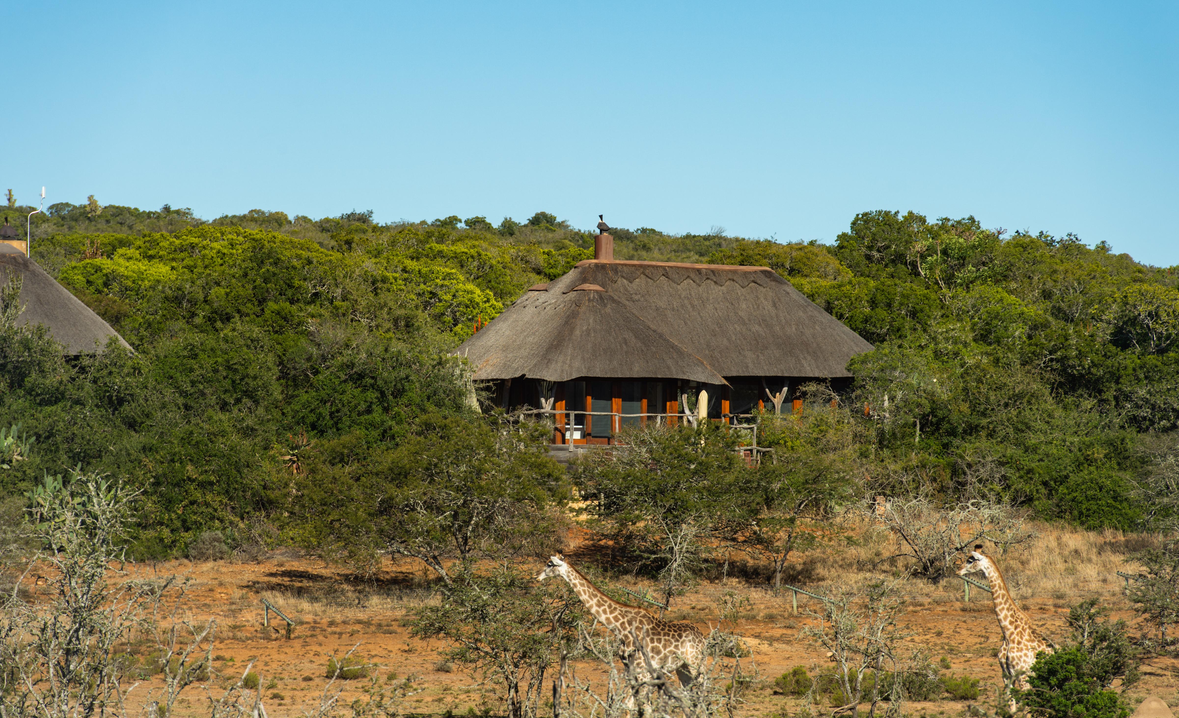 Pumba Private Game Reserve Port Elizabeth Exteriör bild